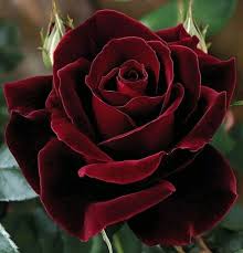 Dark Red Holland Rose Flower Seeds for Planting – Heirloom, Non-GMO, High Germination Organic Garden Seeds
