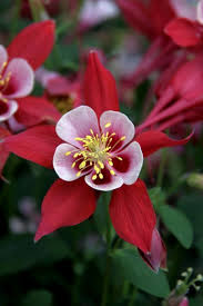 Red Aquilegia Flower Seeds for Planting – Heirloom Non-GMO High Germination Organic Garden Seeds