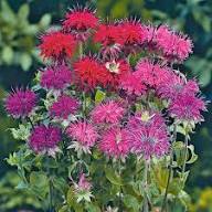 Mixed Panorama Flower Seeds for Planting – Heirloom, Non-GMO, High Germination Organic Garden Seeds