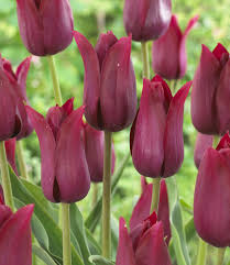 Maroon Tulip Flower Seeds for Planting – Heirloom, Non-GMO, Shade Tolerant Organic Garden Seeds