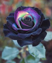 Multi-Color Rose Black Blue Flower Seeds for Planting – Heirloom, Non-GMO, High Germination Organic Garden Seeds