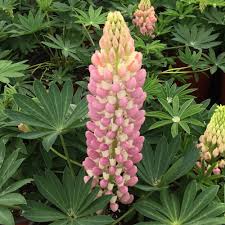 Light Pink Lupine Flower Seeds for Planting – Heirloom, Non-GMO, Fragrant Blooms, High Germination