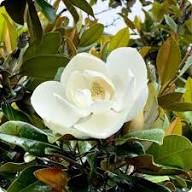 Magnolia Flower Seeds for Planting – Heirloom, Non-GMO, High Germination Organic Garden Seeds
