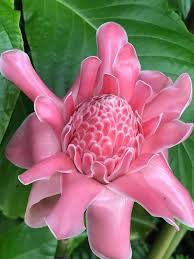 Pink Torch Ginger Flower Seeds for Planting – Heirloom Non-GMO, High Germination Organic Garden Seeds
