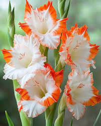 Orange White Gladiolus Flower Seeds for Planting – Heirloom, Non-GMO, High Germination Blooms