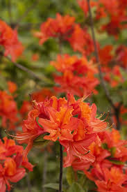Light Orange Azalea Flower Seeds for Planting – Heirloom, Non-GMO, High Germination Organic Garden Seeds
