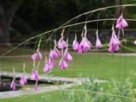 Dierama Flower Seeds for Planting – Heirloom, Non-GMO, Pollinator Friendly, High Germination Organic Garden Seeds