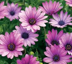 Purple Osteospermum Flower Seeds for Planting – Heirloom, Non-GMO, High Germination Organic Garden Seeds