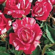 Red & Light Pink Rose Seeds for Planting – Heirloom Non-GMO Flowers, High Germination Organic Garden Seeds