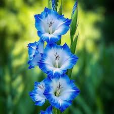 White Sky Blue Gladiolus Flower Seeds for Planting – Heirloom, Non-GMO, Shade Tolerant, High Germination