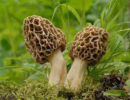 Morels Mushroom flower seeds for planting - Heirloom & Non-GMO Garden Seeds