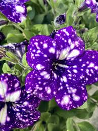 Dark Violet White Oblique Petunia Flower Seeds for Planting – Heirloom, Non-GMO, High Germination Organic Garden Seeds