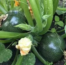 Green Cucurbita Pepo Ficifolia Vegetable Seeds for Planting – Heirloom &amp; Non-GMO Garden Seeds