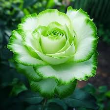 Green White Rose Flower Seeds for Planting – Compact Growth, Heirloom & Non-GMO Organic Garden Seeds