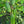 Abelmoschus Vegetable Seeds for Planting – Heirloom & Non-GMO Garden Seeds for Edible Tropical Pods