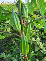 Abelmoschus Vegetable Seeds for Planting – Heirloom & Non-GMO Garden Seeds for Edible Tropical Pods