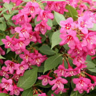Weigela Florida Flower Seeds for Planting – Bright Blooms Heirloom Non-GMO High Germination Organic Garden Seeds