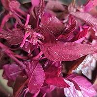Amaranth Red Leaf Seeds 