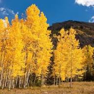 Quaking Aspen Flower Seeds for Planting – Heirloom Non-GMO High Germination Organic Garden Seeds