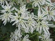 Heirloom Marginata Flower Seeds for Planting – Bright Blooms, Non-GMO, High Germination Organic Garden Seeds