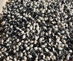 Brown White Calypso Bean Seeds for Planting – Heirloom & Non-GMO Seeds, Striking Bi-Colored Beans