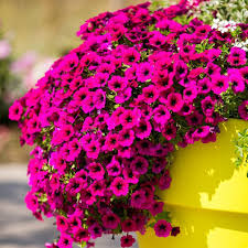 Purple Trailing Petunia Flower Seeds for Planting – Heirloom, Non-GMO, High Germination Organic Garden Seeds
