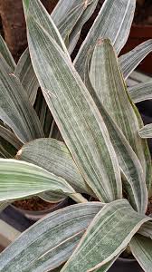 Silver Sansevieria Seeds for Planting – Heirloom, Non-GMO, Long Bloom Season, High Germination