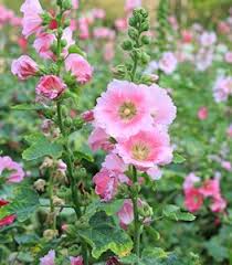 Light Pink Evening-Scented Flower Seeds for Planting – Heirloom, Non-GMO, High Germination Garden Seeds