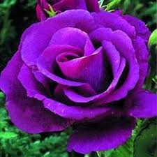 Rose Tree Flower Seeds for Planting, Violet – Heirloom, Non-GMO, High Germination Organic Garden Seeds