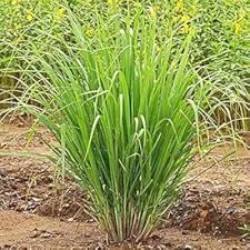East Indian Lemongrass Seeds