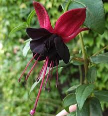 Red Black Fuchsia Flower Seeds – Heirloom, Non-GMO, High Germination Organic Garden Seeds for Planting