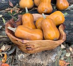 Orange Honeynut Squash Seeds for Planting – Heirloom & Non-GMO Vegetable Seeds