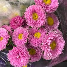 Light Pink Aster Flower Seeds for Planting – Heirloom, Non-GMO, High Germination Seeds