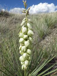 Green Yucca Plant Seeds for Planting – Heirloom & Non-GMO Garden seeds, hardy ornamental plant for arid landscapes