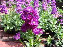Violet Mini Matthiola Incana Flower Seeds for Planting – Heirloom, Non-GMO, High Germination
