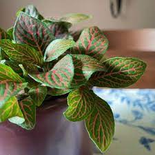 Fittonia Verschaffeltii Green Pink Seeds for Planting – Heirloom, Non-GMO, High Germination Organic Garden Seeds