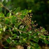 Lawsonia Inermis Flower Seeds for Planting – Heirloom, Non-GMO, Drought Tolerant Organic Garden Seeds