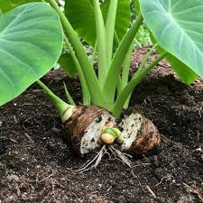 Taro Root Vegetable