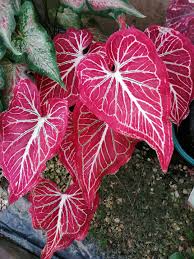 Red Thailand Caladium Flower Seeds for Planting – Heirloom, Non-GMO, Sun Loving, High Germination