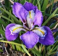 Japanese Iris Flower Seeds for Planting – Vibrant Colors, Heirloom, Non-GMO, High Germination