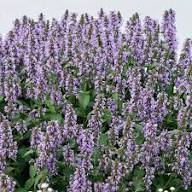 Violet Catmint Flower Seeds for Planting - Pollinator Friendly, Heirloom & GMO Free Seeds for Home Garden Non-GMO