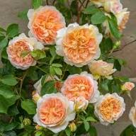 Cream Climbing Rose Flower Seeds for Planting | Heirloom Non-GMO High Germination Organic Garden Seeds
