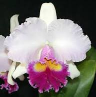 Cattleya Hybrida Flower Seeds for Planting – Heirloom Non-GMO High Germination Organic Garden Seeds