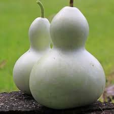 Dipper Gourd Seeds for Planting – Heirloom Non-GMO High Germination Organic Garden Seeds for Crafting