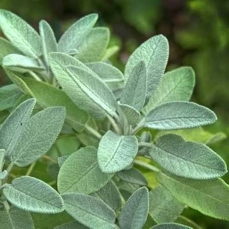 Broadleaf Sage Herb Seeds