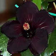 Purple Maroon Hibiscus Flower Seeds for Planting | Heirloom Non-GMO Organic Garden Seeds, Colorful Display, High Germination