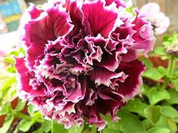 Double Pelleted Petunia Flower Seeds for Planting - Heirloom, Non-GMO, High Germination Organic Garden Seeds