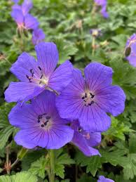 Dark Blue Geranium Flower Seeds for Planting – Heirloom, Non-GMO, High Germination Organic Garden Seeds