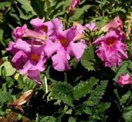 Pink Incarvillea Flower Seeds for Planting | Heirloom Non-GMO High Germination Organic Garden Seeds