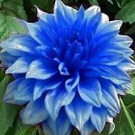 Dahlia Sky Blue Flower Seeds for Planting – Heirloom, Non-GMO, High Germination Organic Garden Seeds